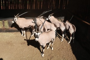 6X GEMSBOK/ORYX M:3 V/F:3 WILLEM VENTER (Per Piece to take the lot/Per stuk om lot te neem)