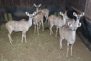 6X KOEDOE/KUDU V/F:6 DANIE GREEF GAME BREEDERS (Per Piece to take the lot/Per stuk om lot te neem)