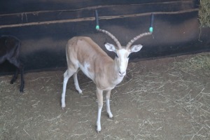 1X WHITE FLANK IMPALA M:1 V/F: LEKKERLEG BOERDERY