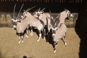 6X GEMSBOK/ORYX M:1 V/F:5 WILLEM VENTER (Per Piece to take the lot/Per stuk om lot te neem)