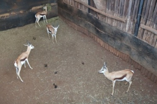 4X SPRINGBOK/SPRINGBUCK M:4 DANIE GREEF GAME BREEDERS (Per Piece to take the lot/Per stuk om lot te neem)