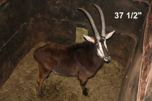 1X SWARTWITPENS/SABLE M:1 DANIE GREEF GAME BREEDERS