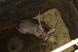 1X WATERBOK/WATERBUCK M:1 DANIE GREEF GAME BREEDERS