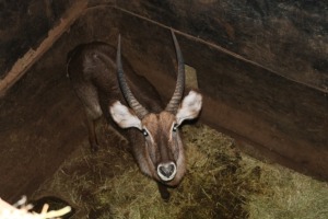 1X WATERBOK/WATERBUCK M:1 DANIE GREEF GAME BREEDERS