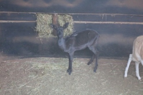 1X SWART ROOIBOK/BLACK IMPALA V/F:1 TWS