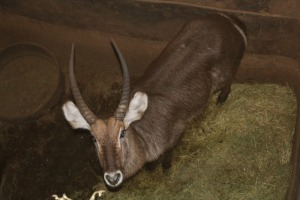 1X WATERBOK/WATERBUCK M:1 DANIE GREEF GAME BREEDERS