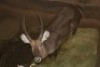 1X WATERBOK/WATERBUCK M:1 DANIE GREEF GAME BREEDERS