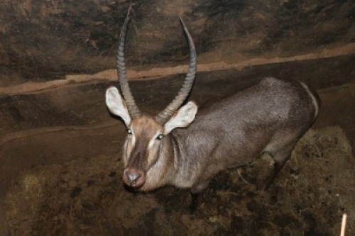 1X WATERBOK/WATERBUCK M:1 DIPPIES