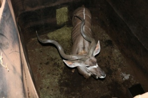 1X KOEDOE/KUDU M:1 DANIE GREEF GAME BREEDERS