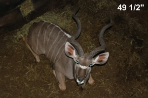 1X KOEDOE/KUDU M:1 LEKKERLEG BOERDERY