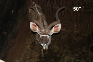 1X KOEDOE/KUDU M:1 LEKKERLEG BOERDERY