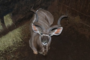 1X KOEDOE/KUDU M:1 DANIE GREEF GAME BREEDERS