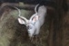 1X KOEDOE/KUDU M:1 WILLEM VENTER