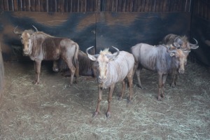 5X GOUE WILDEBEES/GOLDEN WILDE BEEST V/F:5 DANIE GREEF GAME BREEDERS (Per Piece to take the lot/Per stuk om lot te neem)