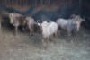 5X GOUE WILDEBEES/GOLDEN WILDE BEEST V/F:5 DANIE GREEF GAME BREEDERS (Per Piece to take the lot/Per stuk om lot te neem)