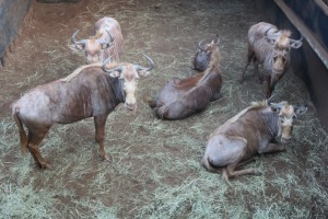 5X GOUE WILDEBEES/GOLDEN WILDE BEEST V/F:5 DANIE GREEF GAME BREEDERS (Per Piece to take the lot/Per stuk om lot te neem)