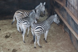 3X SEBRA/ZEBRA M: V/F: DANIE GREEF GAME BREEDERS (Per Piece to take the lot/Per stuk om lot te neem)