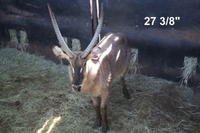 1X WATERBOK/WATERBUCK M:1 V/F: TROLLOPE BROTHERS