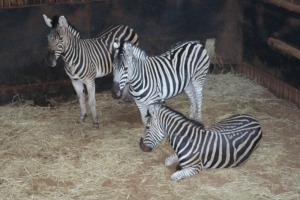 3X SEBRA/ZEBRA M: V/F: DANIE GREEF GAME BREEDERS (Per Piece to take the lot/Per stuk om lot te neem)