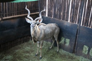 1X KOEDOE/KUDU M:1 V/F: MARIUS SCHRENK