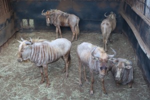 5X GOUE WILDEBEES/GOLDEN WILDE BEEST M:1 V/F:4 DANIE GREEF GAME BREEDERS (Per Piece to take the lot/Per stuk om lot te neem)