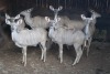 8X KOEDOE/KUDU V/F:8 4xSPIRAL GAME BREEDERS ; 4xMARIUS SCHRENK (Per Piece to take the lot/Per stuk om lot te neem)