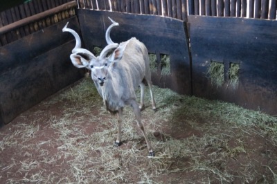 1X KOEDOE/KUDU M:1 MARIUS SCHRENK (Per Piece to take the lot/Per stuk om lot te neem)