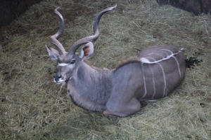 1X KOEDOE/KUDU M:1 WILLEM VENTER