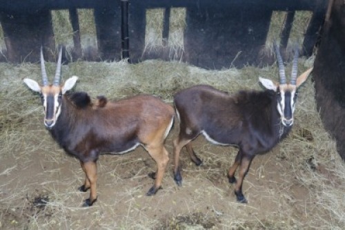 2X SWARTWITPENS/SABLE M:2 DANIE GREEF GAME BREEDERS (Per Piece to take the lot/Per stuk om lot te neem)