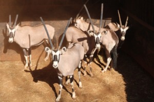 5X GEMSBOK/ORYX M: WILLEM VENTER (Per Piece to take the lot/Per stuk om lot te neem)