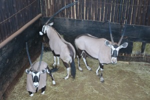 3X GEMSBOK/ORYX M:3 DANIE GREEF GAME BREEDERS (Per Piece to take the lot/Per stuk om lot te neem)