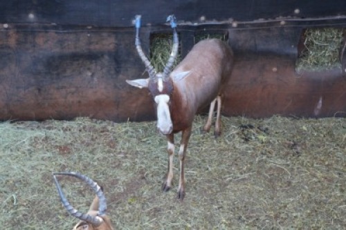 1X BLESBOK/BLESBUCK M:1 DIPPIES