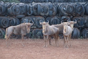 4X GOUE WILDEBEES/GOLDEN WILDE BEEST V/F:4 DANIE GREEF GAME BREEDERS (Per Piece to take the lot/Per stuk om lot te neem)