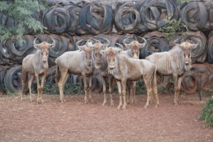 6X GOUE WILDEBEES/GOLDEN WILDE BEEST M:6 DANIE GREEF GAME BREEDERS (Per Piece to take the lot/Per stuk om lot te neem)