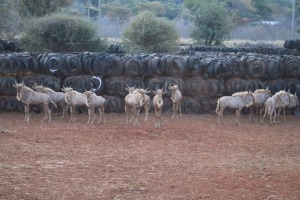 13X GOUE WILDEBEES/GOLDEN WILDE BEEST M: V/F: DANIE GREEF GAME BREEDERS (Per Piece to take the lot/Per stuk om lot te neem)