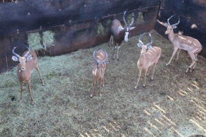 4X ROOIBOK/IMPALA M:4 DIPPIES (Per Piece to take the lot/Per stuk om lot te neem)