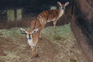 2X NJALA/NYALA V/F:2 SPIRAL GAME BREEDERS (Per Piece to take the lot/Per stuk om lot te neem)