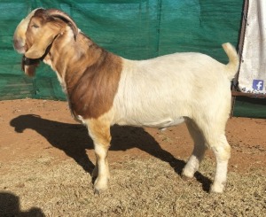 1X BOER GOAT BUCK CR BOTHA BOERBOKSTOET