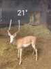 1X WHITE FLANK IMPALA 21" M:1 ANDRIES ELS