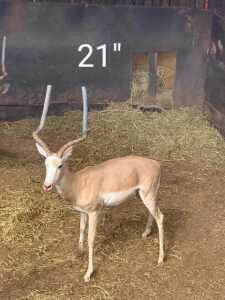 1X WHITE FLANK IMPALA 21" M:1 ANDRIES ELS