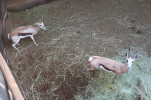 2X HARTWATER SPRINGBOK/SPRINGBUCK V/F:2 DANIE GREEF GAME BREEDERS (Per Piece to take the lot/Per stuk om lot te neem)