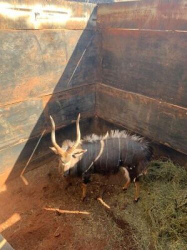 1X NJALA/NYALA M:1 MY WILDLIFE