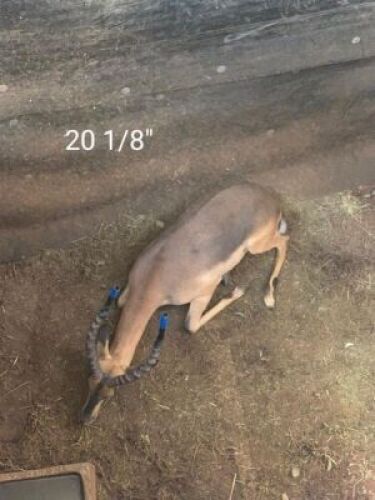 1X SAALRUG ROOIBOK/SADDLE BACK IMPALA 20 1/8" M:1 DIPPIES