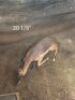 1X SAALRUG ROOIBOK/SADDLE BACK IMPALA 20 1/8" M:1 DIPPIES