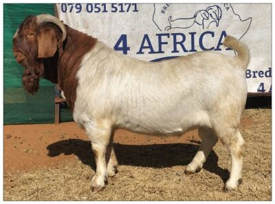 1X BOER GOAT BUCK CR BOTHA BOERBOKSTOET