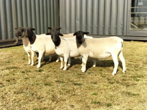 5X DORPER OOI/EWE TOP B DORPERS (Pay per animal to take all)