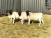 5X DORPER OOI/EWE TOP B DORPERS (Pay per animal to take all)