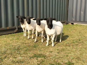 5X DORPER OOI/EWE TOP B DORPERS (Pay per animal to take all)