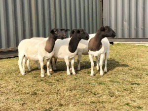 5X DORPER OOI/EWE TOP B DORPERS (Pay per animal to take all)