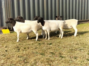 5X DORPER OOI/EWE TOP B DORPERS (Pay per animal to take all)